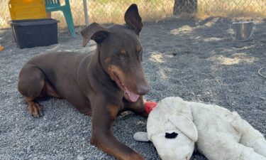 Furry Friends: Rocco the Doberman has a heart of gold