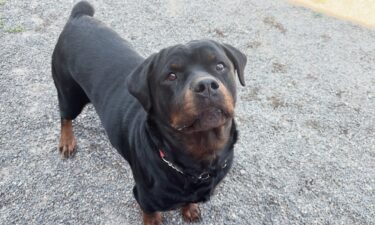 Furry Friends: Ruby the Rottweiler loves people and being a couch potato
